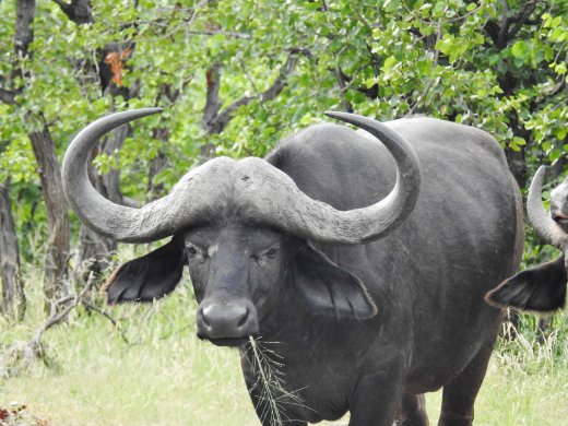 Tsendze River Buffalo