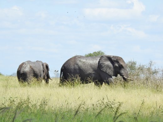 Male Elephants