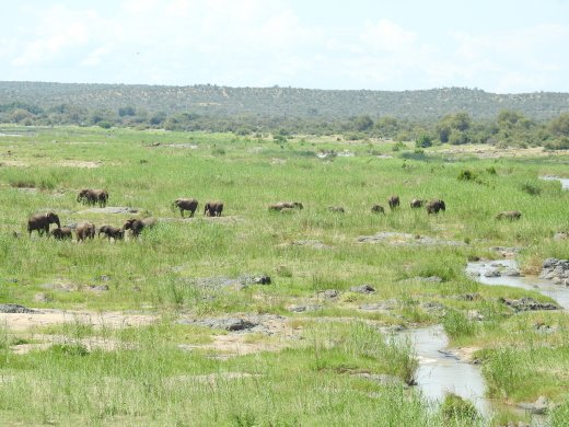 Ellies on Olifants River