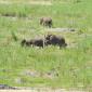 Ellies on Olifants River