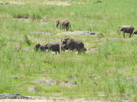 Ellies on Olifants River