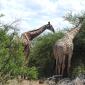 Browsing near Olifants River.