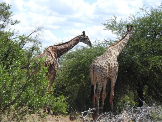 Browsing near Olifants River.