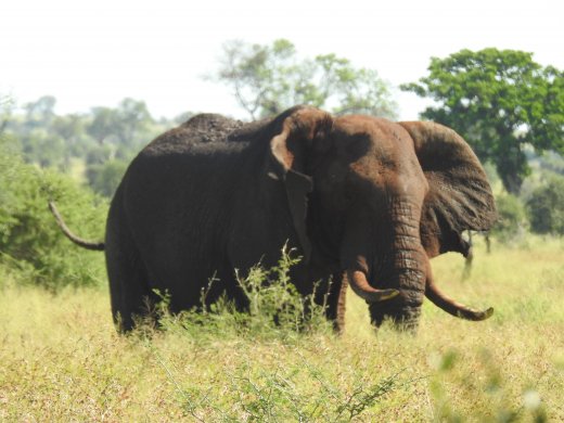 Muddy Tusker