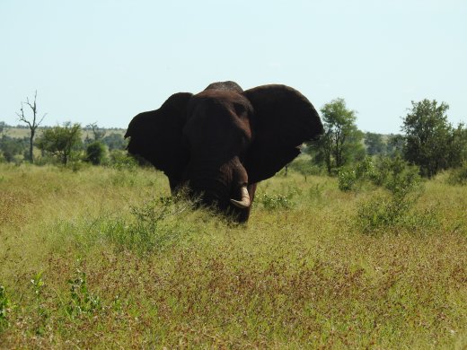 Muddy Tusker