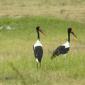 Saddle-billed Stork