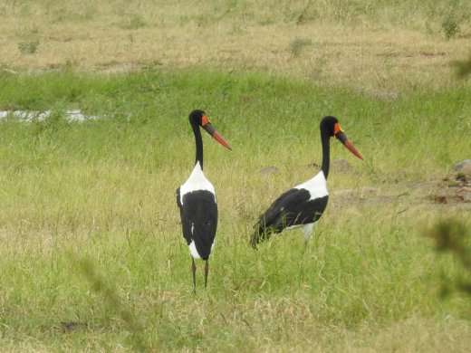 Saddle-billed Stork