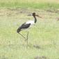 Saddle-billed Stork