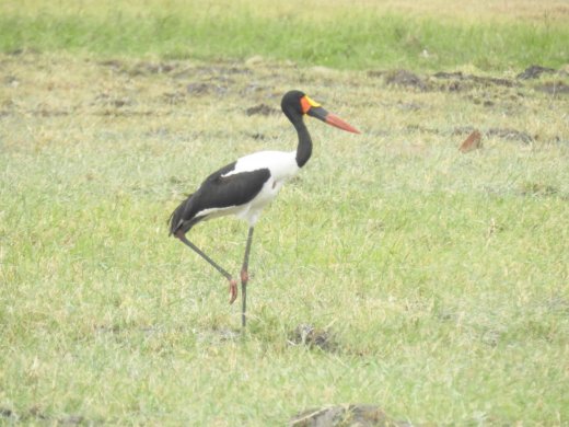 Saddle-billed Stork