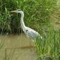 Grey Heron