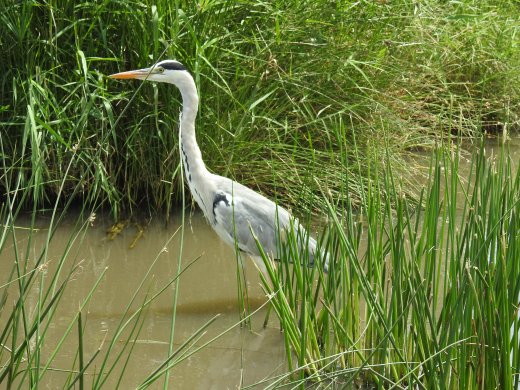 Grey Heron