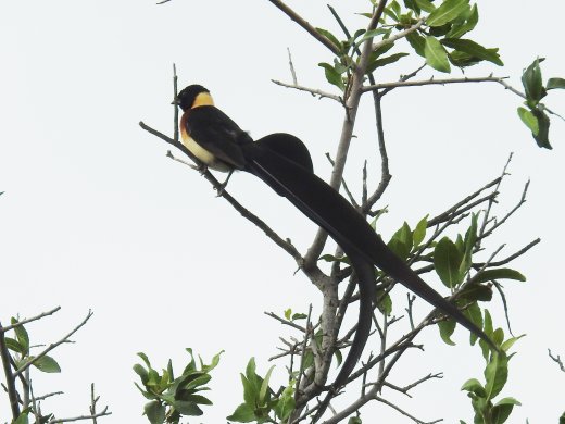 Long-tailed Paradise-Whydah