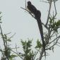 Long-tailed Paradise-Whydah