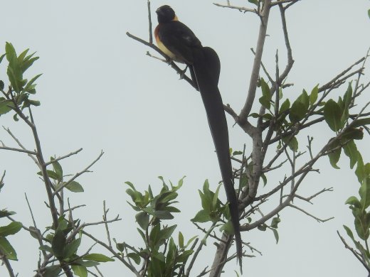 Long-tailed Paradise-Whydah