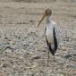 Yellow-billed Stork Chick