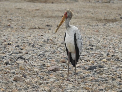 Yellow-billed Stork Chick