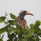 African Grey Hornbill