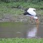 Yellow-billed Stork