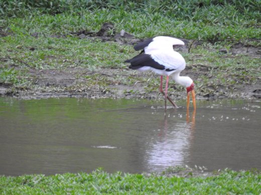 Yellow-billed Stork