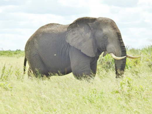 Bull Elephant