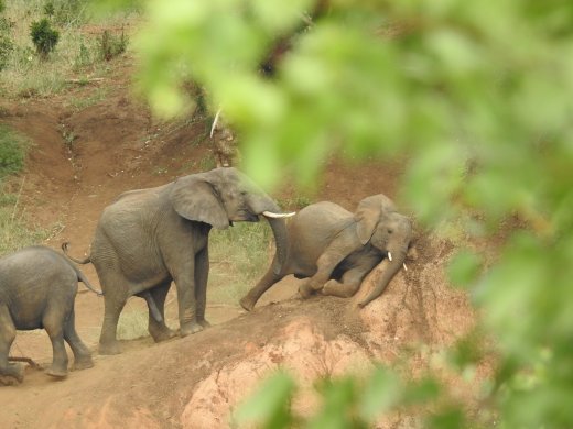 Ellies going to water