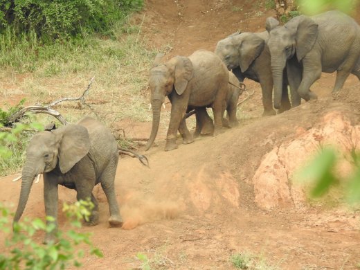 Ellies going to water