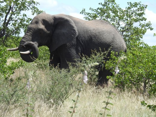 Male Elephant