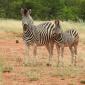 Zebra+Calf