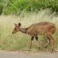 Reedbuck