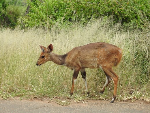 Reedbuck