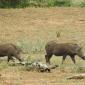 Warthogs