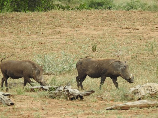 Warthogs