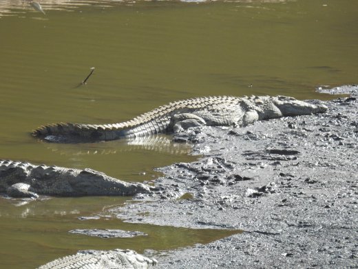 Crocodile Pool