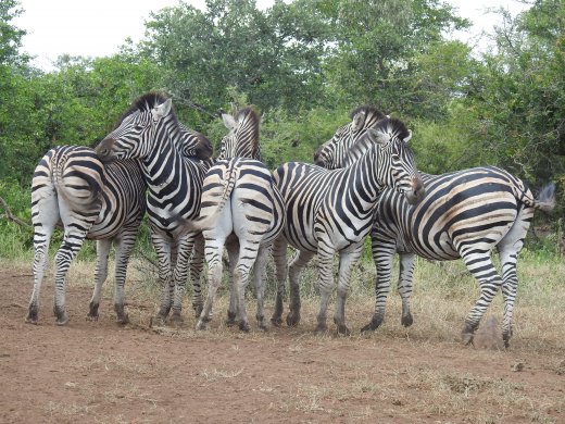 Zebra Lineup