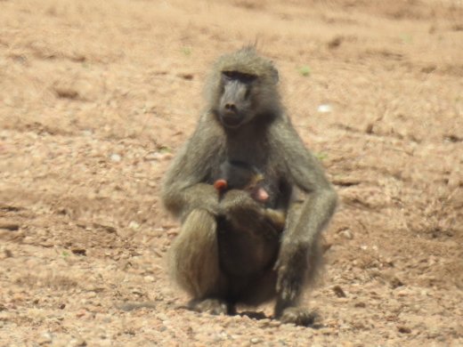 Female Baboon with Baby