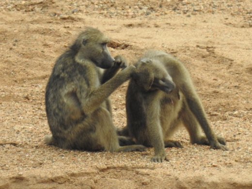 Baboons Grooming