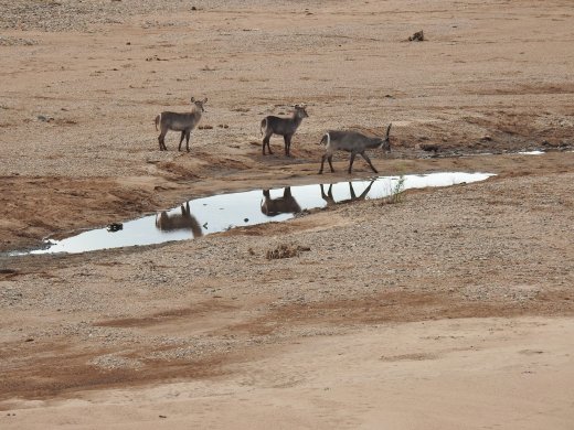 Waterbuck in Shingwedzi River bed