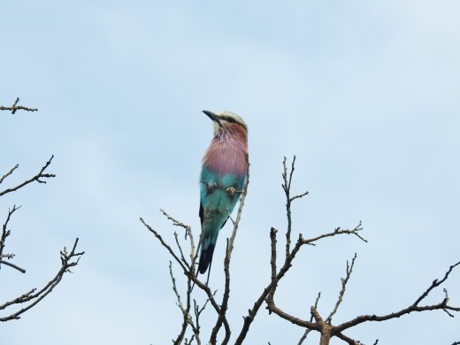 Lilac-breasted Roller