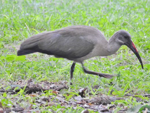 Hadada Ibis