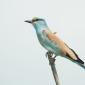 European Roller