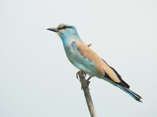 European Roller