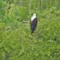 Transport.Fish Eagle. 