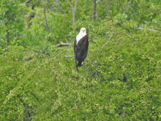 Transport.Fish Eagle. 