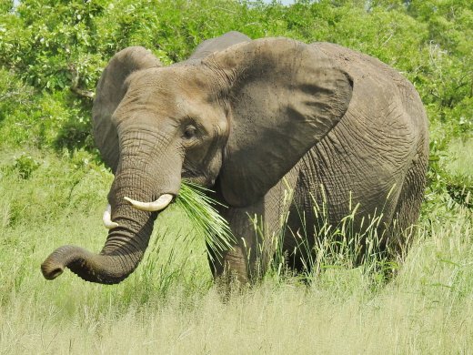 Elephant