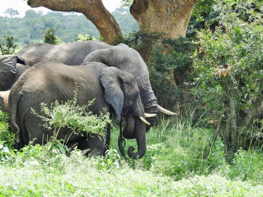 Elephants