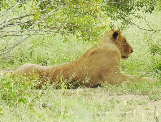 Female Lion