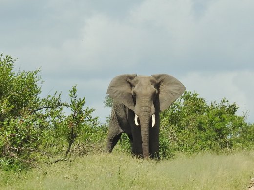 Male Elephant