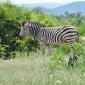 Zebra near Waterhole