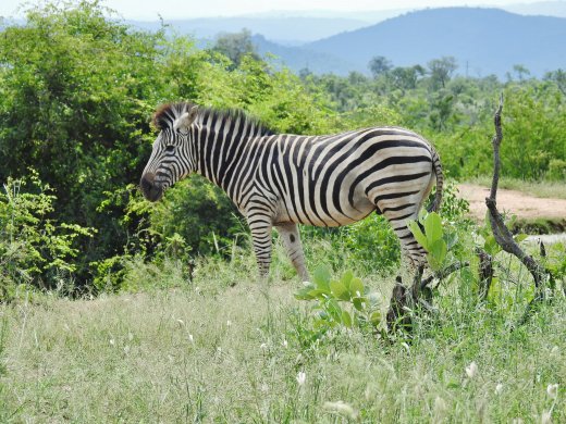 Zebra near Waterhole