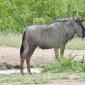 Wildebeest